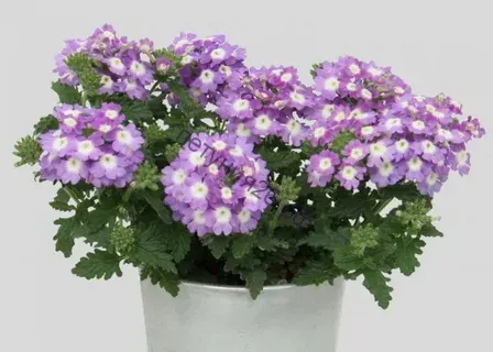 Вербена Blues Sky Blue