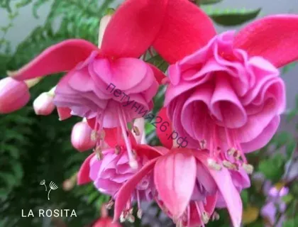 фуксия la rosita