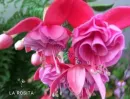 фуксия la rosita