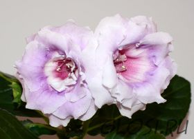 ЕН-Фарфоровая Свадьба (сел. Е.Николаева)