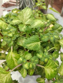 Плектрантус Лайм Гринн