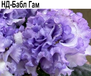 НД-Бабл Гам (Данилова-Суворова)