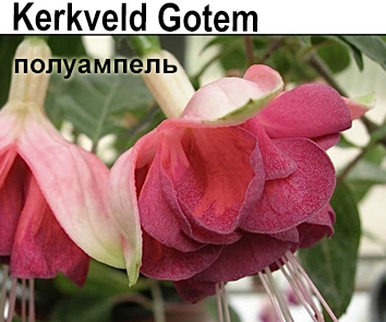 Фуксия Kerkveld Gotem полуампель