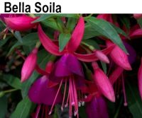Фуксия Bella Soila