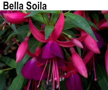 Фуксия Bella Soila кустовая