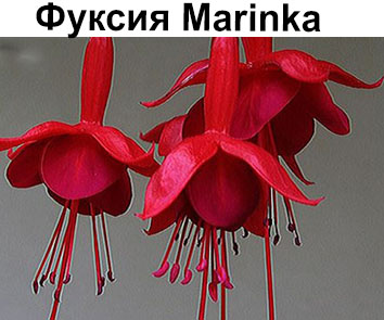 Фуксия Marinka ампельная