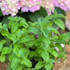 Мята Драконий Фрукт Лары