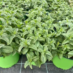 Мята Ванильная