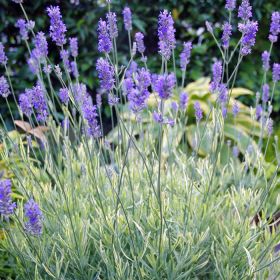 Лаванда вариегатная узколистная Platinum Blonde