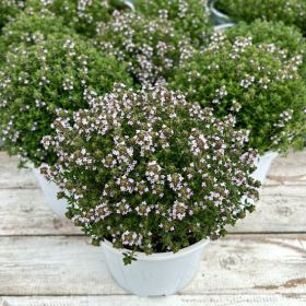 Тимьян обыкновенный Fredo