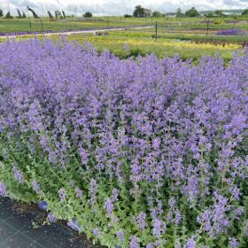 Котовник Фассена Six Hills Giant