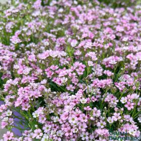 Гипсофила ползучая Knuddel
