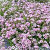 Гипсофила ползучая Knuddel