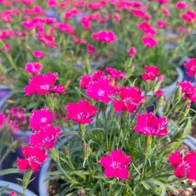 Гвоздика Beauties Kahori Scarlet