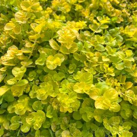 Вербейник монетчатый Aurea