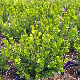 Самшит мелколистный Faulkner