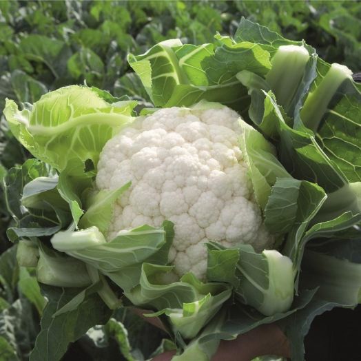 Капуста цветная Севилла F1, 100шт семян