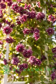 Клематис Пурпуреа Плена Элеганс Purpurea Plena Elegans ( в Р9)