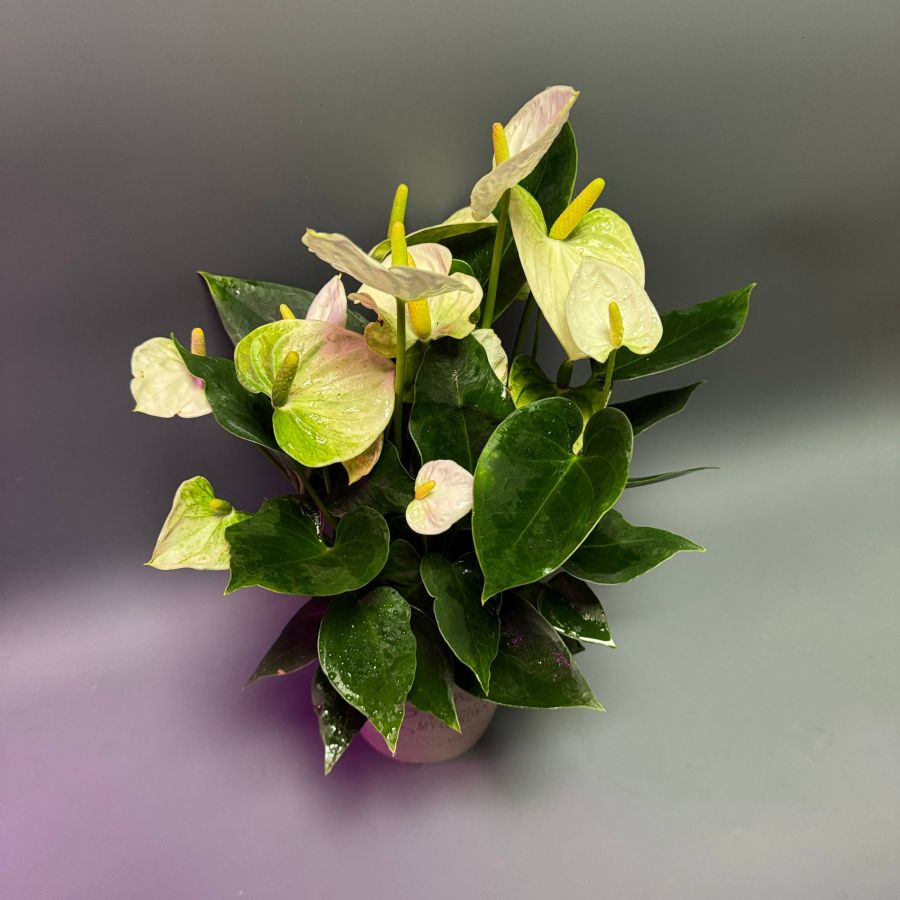 Антуриум белый