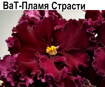 ВаТ-Пламя Страсти (Валькова)