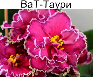 ВаТ-Таури (Валькова)  НОВИНКА