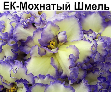 ЕК-Мохнатый Шмель (Коршунова)  НОВИНКА КАТАЛОГА