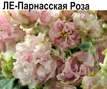 ЛЕ-Парнасская Роза (Лебецкая)