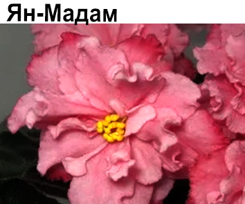 Ян-Мадам (Пуминова)