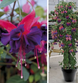 Фуксия Maori Maid