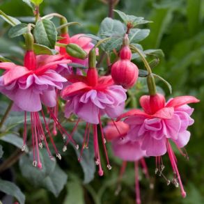 Фуксия Heidi Ann