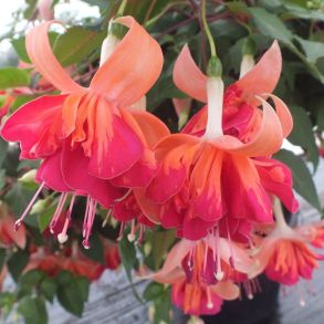 Фуксия Ампельная Marbeller™ Double Salmon-Orange