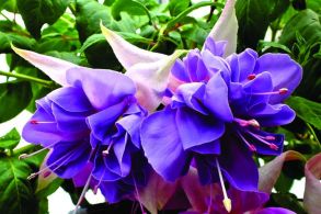 Фуксия Ампельная Quasar