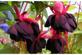 Фуксия Ампельная Millenium