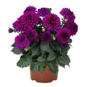 Георгин Temptation Purple