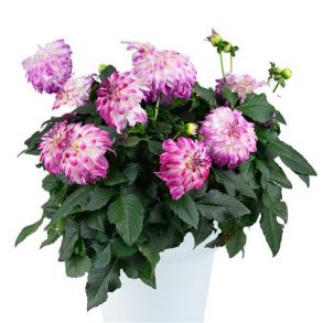 Георгин Abstract Fuchsia