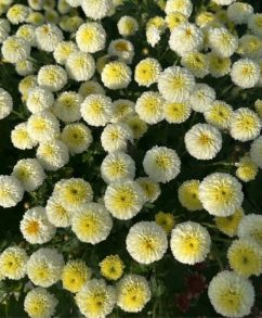 Хризантема мультифлора Brannobless White