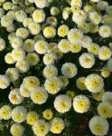 Хризантема мультифлора Brannobless White