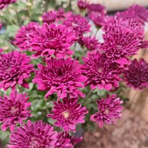 Хризантема мультифлора Lagoon Purple