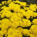 Хризантема мультифлора Goal Yellow