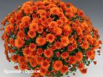 Хризантема мультифлора Branbeach orang