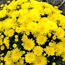 Хризантема мультифлора Branbeach sunny