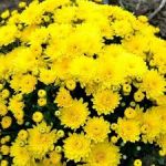 Хризантема мультифлора Branbeach sunny