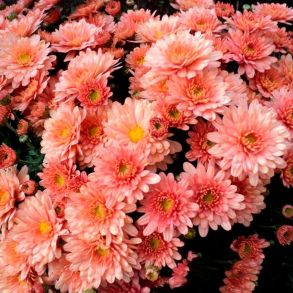Хризантема мультифлора Branbeach salmon