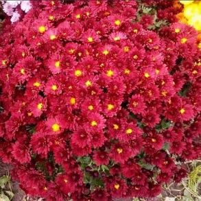 Хризантема мультифлора Branhill red