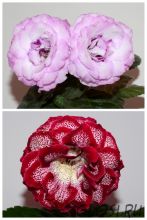 ЕН-Ультрафиолет/ЕН-С Любовью, Рози