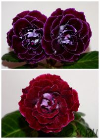 ЕН-Лиловый Вельвет/ЕН-Мерло