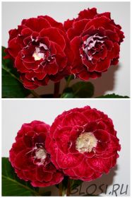 ЕН-Татьянка/ЕН-Огненная Дива