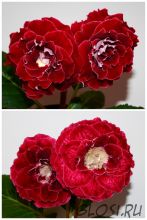 ЕН-Татьянка/ЕН-Огненная Дива