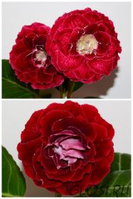 ЕН-Огненная Дива/ЕН-Шелковое Сердце