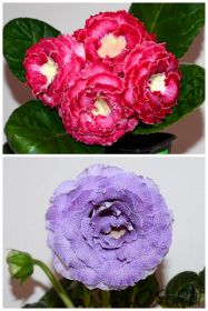 ЕН-Краш/ЕН-Лавандовый Мартини